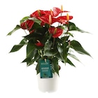 Jardiland La Londe-les-Maures - Promo Anthurium champion ECLOZ Promo Anthurium champion ECLOZ à 9,99 € dans le catalogue Jardiland à La Londe-les-Maures