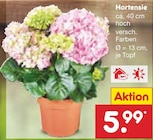 Hortensie bei Netto Marken-Discount im Bautzen Prospekt für 5,99 €