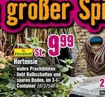 Hortensie Angebote bei Hornbach Schwäbisch Gmünd für 9,99 €