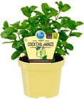 Hagebaumarkt Salzgitter - Cocktail-Minze Angebot im Prospekt Cocktail-Minze bei Hagebaumarkt im Salzgitter Prospekt für 2,99 €