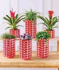 Mixte plantes en promo chez Super U Nevers à 16,99 €