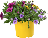 Promo Mélange Confetti à 8,99 € dans le catalogue Botanic à Épinal