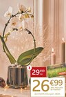 Phalaenopsis en promo à 26,99 € chez Jardiland Phalaenopsis dans le catalogue Jardiland