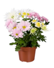 Coupe chrysanthème collection - Lidl à Levallois-Perret Coupe chrysanthème collection en promo chez Lidl Levallois-Perret à 3,99 €
