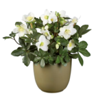 Rose de Noël «Helleborus» en promo chez Lidl Calais à 6,49 €