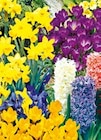 Blumenzwiebeln im Angebot bei Hellweg in Menden Blumenzwiebeln Angebote bei Hellweg Menden für 4,99 €