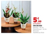 Orchidée dans le catalogue Super U