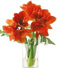 Amaryllis/Eukalyptus Strauß im Netto mit dem Scottie Prospekt Amaryllis/Eukalyptus Strauß im aktuellen Netto mit dem Scottie Prospekt für 6,99 €