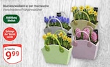 Blumenzwiebeln in der Holztasche im Angebot bei GLOBUS in Gera Blumenzwiebeln in der Holztasche Angebote bei GLOBUS Gera für 9,99 €