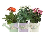 Plantes fleuries en promo à 5,49 € chez Carrefour Plantes fleuries dans le catalogue Carrefour