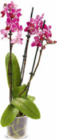 Orchidee im Angebot bei Netto Marken-Discount in Regensburg Orchidee Angebote bei Netto Marken-Discount Regensburg für 8,99 €