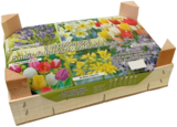 Bulbes 5 mois de floraison en promo chez Lidl Argenteuil à 6,99 €