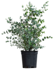 Eukalyptus für 19,99 € bei Blume 2000 im Angebot Eukalyptus im aktuellen Blume 2000 Prospekt
