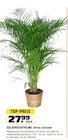 GOLDFRUCHTPALME (DYPSIS LUTESCENS) Angebote bei OBI Viersen für 27,99 €