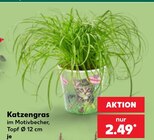 Katzengras im Kaufland Prospekt Katzengras im aktuellen Kaufland Prospekt für 2,49 €