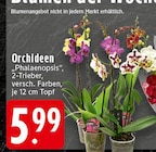 Phalaenopsis Orchideen bei EDEKA im Mettingen Prospekt für 5,99 €