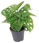 Fensterblatt Angebote bei Penny Hoyerswerda für 3,99 €