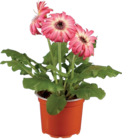 Gerbera en promo chez Lidl Troyes à 2,99 €