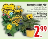Gartenpflanzen im EDEKA Prospekt Sommerstauden Mix im aktuellen EDEKA Prospekt für 2,99 €