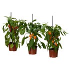 Topfpflanze Paprika versch. Farben von CAPSICUM ANNUUM im aktuellen IKEA Prospekt für 8,99 €