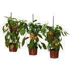 Topfpflanze Paprika versch. Farben im IKEA Prospekt Topfpflanze Paprika versch. Farben von CAPSICUM ANNUUM im aktuellen IKEA Prospekt für 8,99 €
