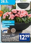 Aktuelles Pflanzschale Angebot bei ALDI SÜD in Karlsruhe ab 12,99 €