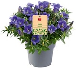Aktuelle Pflanzen Angebote bei REWE in Bielefeld Aktuelles Chrysanthemen Busch Angebot bei REWE in Bielefeld ab 3,49 €