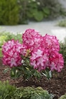 Rhododendron XXL à 22,99 € dans le catalogue Carrefour