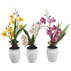 Kapuzen-orchidee im Angebot bei Zimmermann in Bremen Kapuzen-orchidee Angebote bei Zimmermann Bremen für 4,99 €