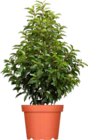Portugiesischer Kirschlorbeer 'Angustifolia' im Angebot bei OBI in Bremen Portugiesischer Kirschlorbeer 'Angustifolia' Angebote von GROW by OBI bei OBI Bremen für 13,99 €