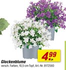 Glockenblume Angebote bei toom Baumarkt Hennef für 4,99 €