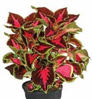Aktuelles Buntnessel Angebot bei Dehner Garten-Center in Münster ab 6,99 €