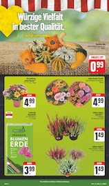 Ähnliche Angebote wie Hortensie im Prospekt "Wir lieben Lebensmittel!" auf Seite 4 von EDEKA in Hof