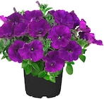 Petunie Angebote bei Penny Gotha für 1,69 €