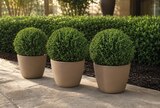 Aktuelle Pflanzen Angebote bei Netto Marken-Discount in Mönchengladbach Aktuelles Euonymus "Green Wonder" Angebot bei Netto Marken-Discount in Mönchengladbach ab 3,99 €