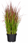Ziergräser bei Hagebaumarkt im Ilsede Prospekt für 12,99 €