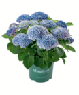 Hortensie Magical bei toom Baumarkt im Stendal Prospekt für 27,99 €