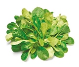 Feldsalat im aktuellen Netto mit dem Scottie Prospekt