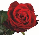 Rose unitaire variété "Red Naomi" à Cora dans Marsannay-la-Côté