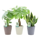 Plantes vertes en promo chez Carrefour Bordeaux à 7,99 €