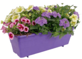 Sommerblumen Trio Confetti bei toom Baumarkt im Backnang Prospekt für 6,99 €