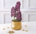 Composition de 3 jacinthes en promo chez Super U Caen à 6,99 €