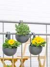 3er-Set Balkon-Blumentopf im aktuellen Netto mit dem Scottie Prospekt