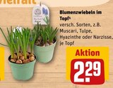 Blumenzwiebeln im Topf Angebote bei REWE Rosenheim für 2,29 €