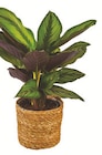 Calathea en promo chez Truffaut Metz à 5,99 €