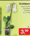 Orchideen Angebote bei Zimmermann Hildesheim für 3,99 €