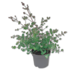 Eukalyptus im Angebot bei Penny in Buxtehude Eukalyptus Angebote bei Penny Buxtehude für 5,99 €