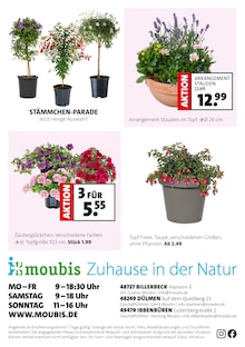 Blumentopf im Moubis Pflanzenhof Prospekt "DEINE BLÜHENDE TERRASSE" mit 8 Seiten (Münster)