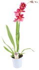 Orchideen Angebote von REWE Beste Wahl bei REWE Kaarst für 7,99 €