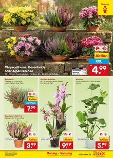 Orchidee im Netto Marken-Discount Prospekt "Aktuelle Angebote" mit 71 Seiten (Wuppertal)